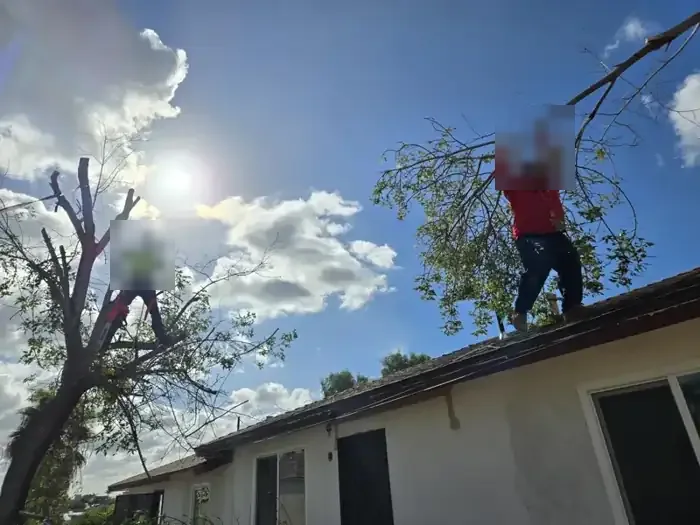 Tree trimming