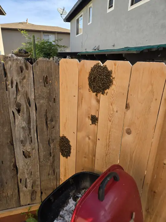 A separate swarm resting on a wood fence