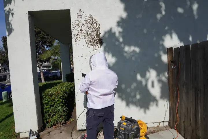 Bees clustered over the access point