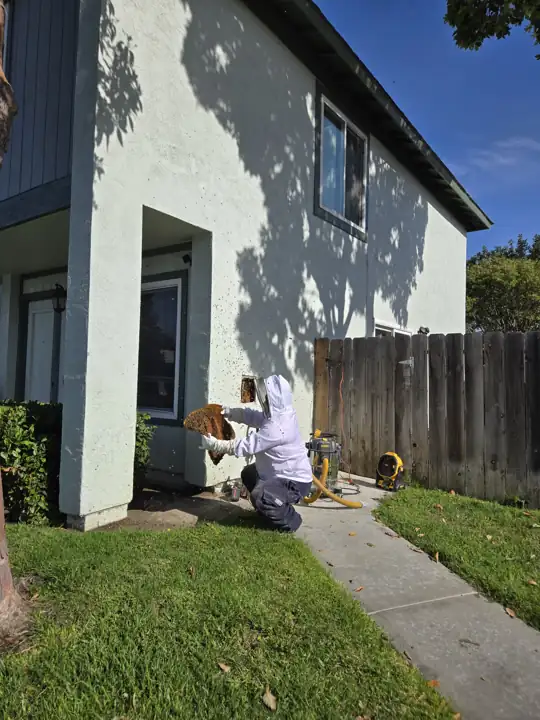 Live removal with a low-suction bee vacuum